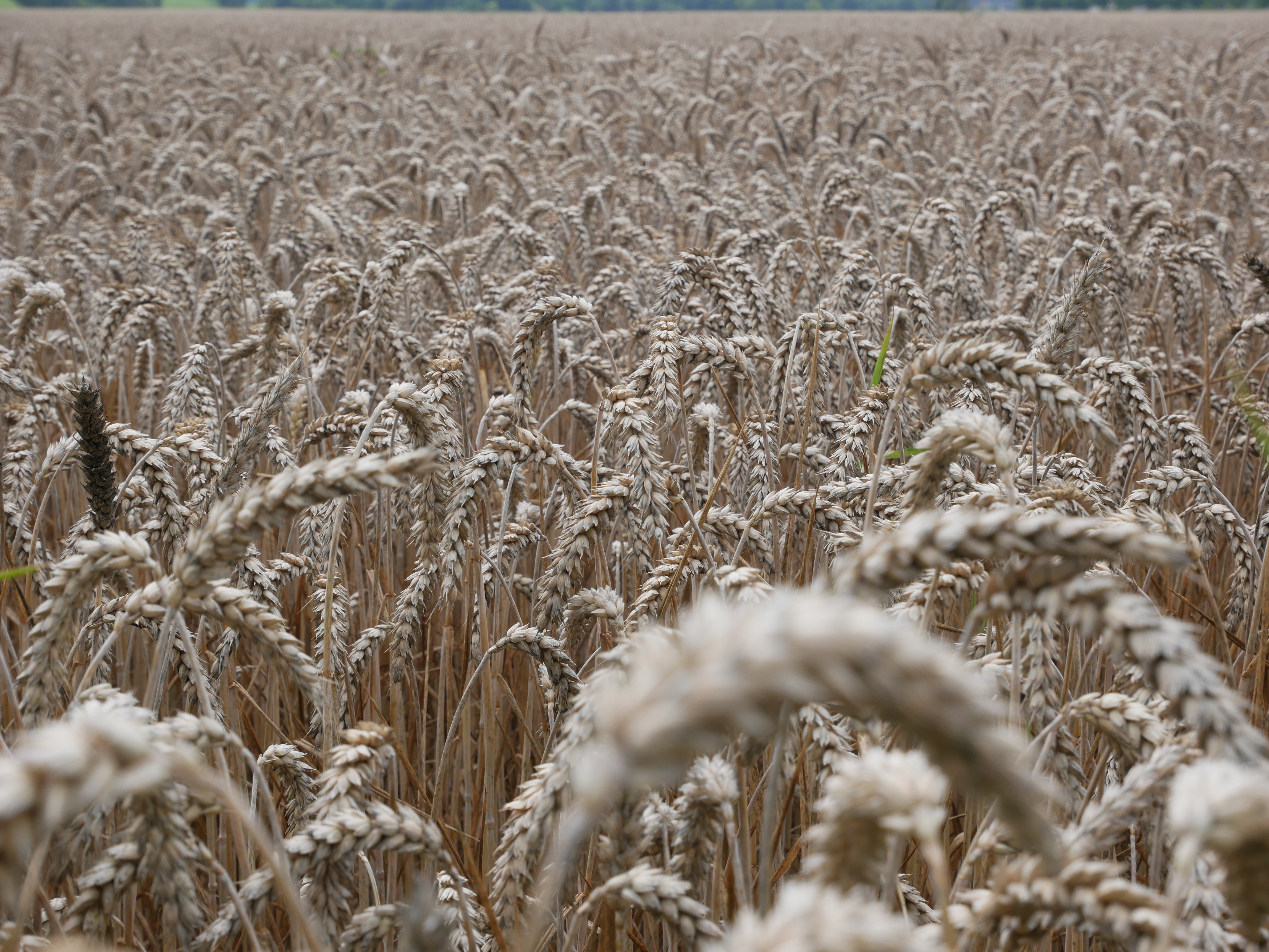 Wheat 4K Farm Field Wallpapers