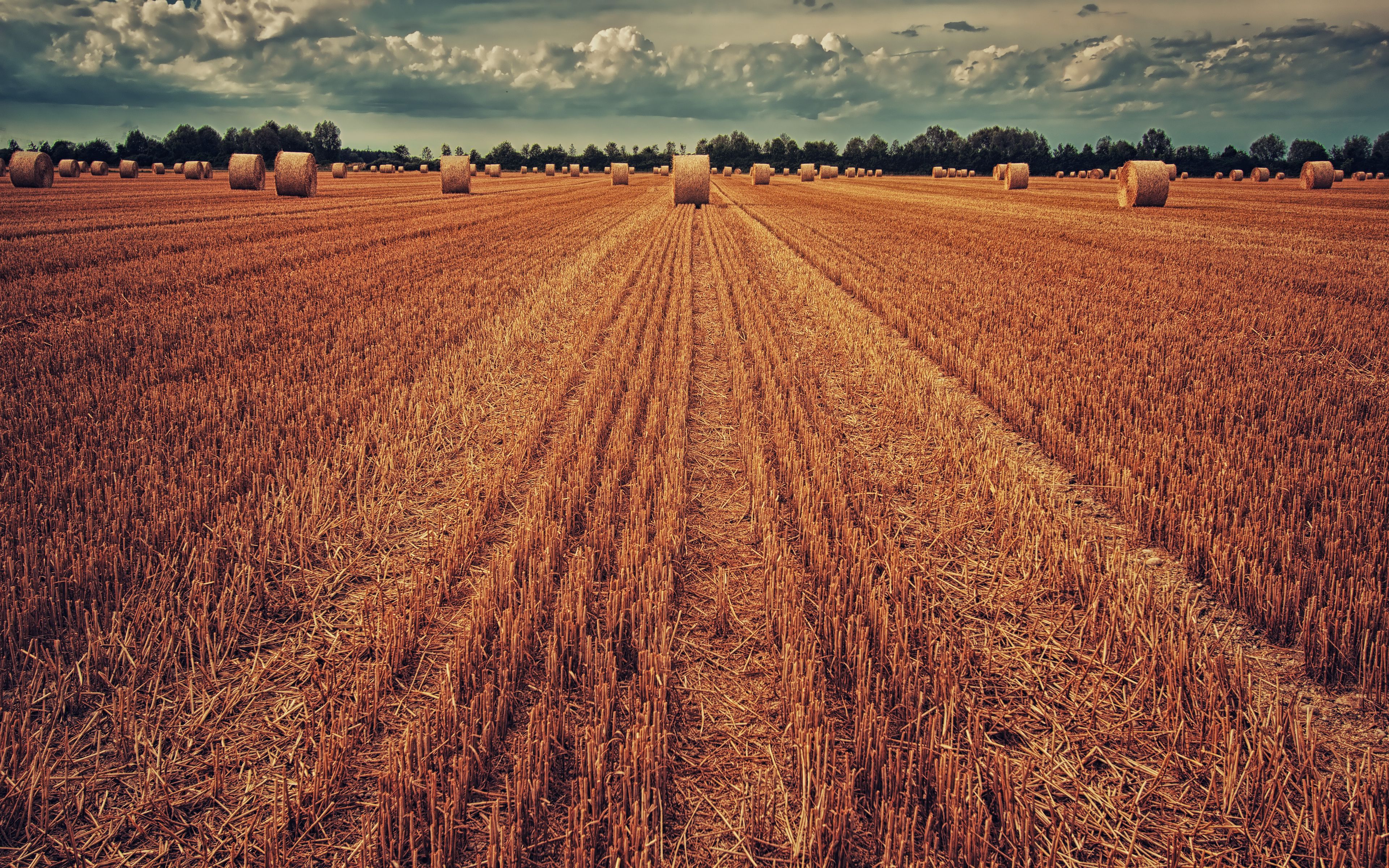 Wheat 4K Farm Field Wallpapers