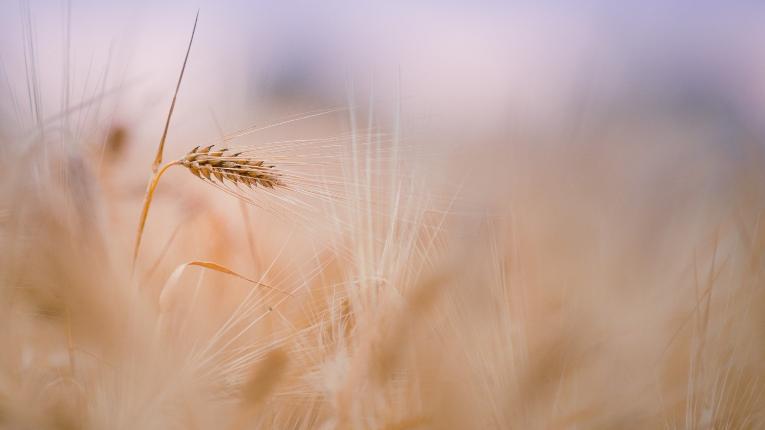 Wheat Wallpapers