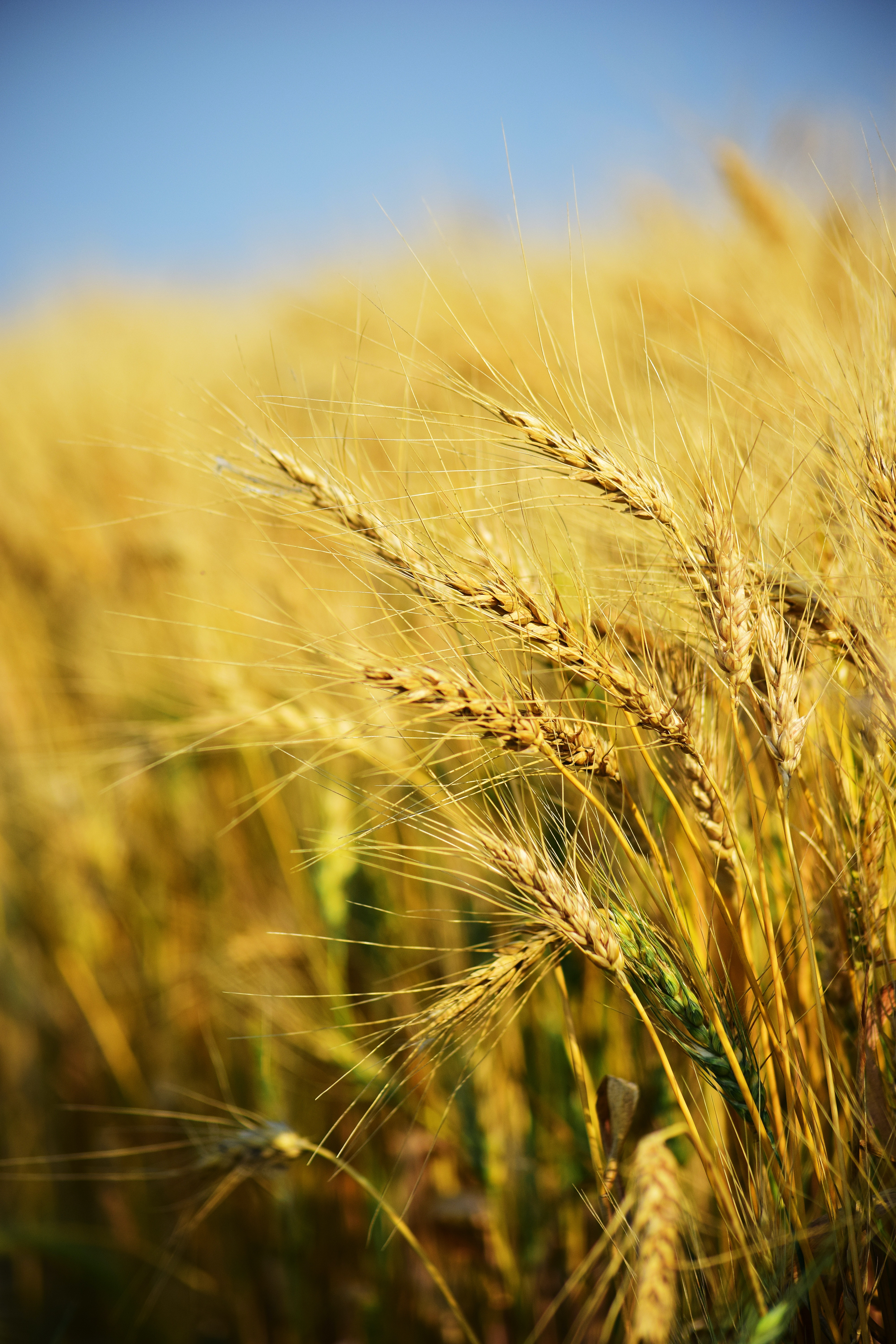 Wheat Wallpapers