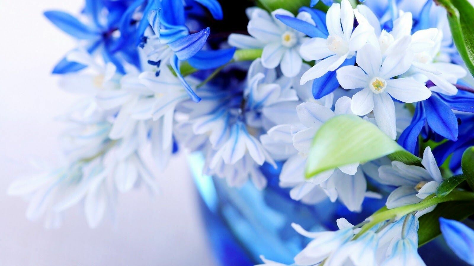 White And Blue Hd Wallpapers