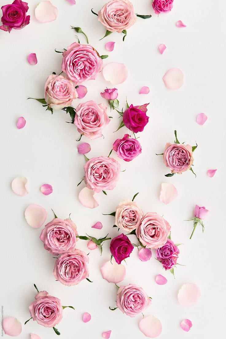 White And Pink Roses Wallpapers