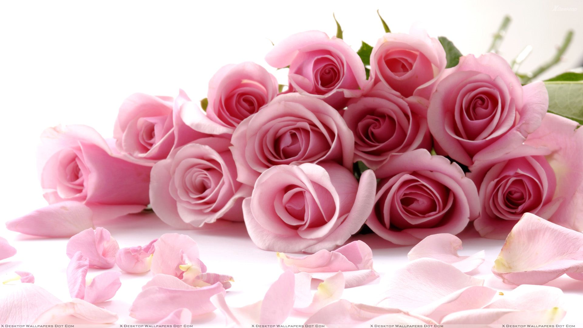 White And Pink Roses Wallpapers