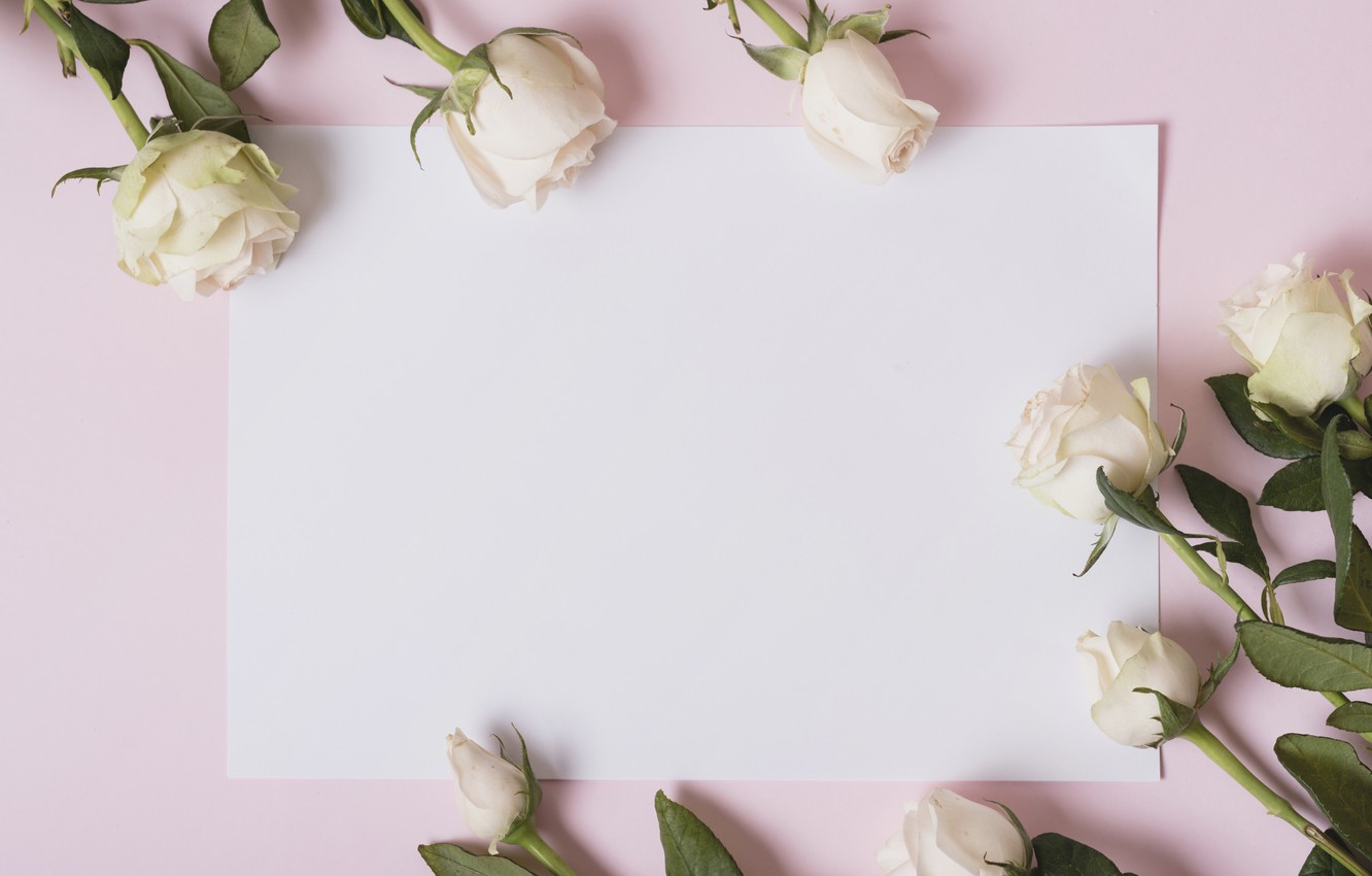 White And Pink Roses Wallpapers