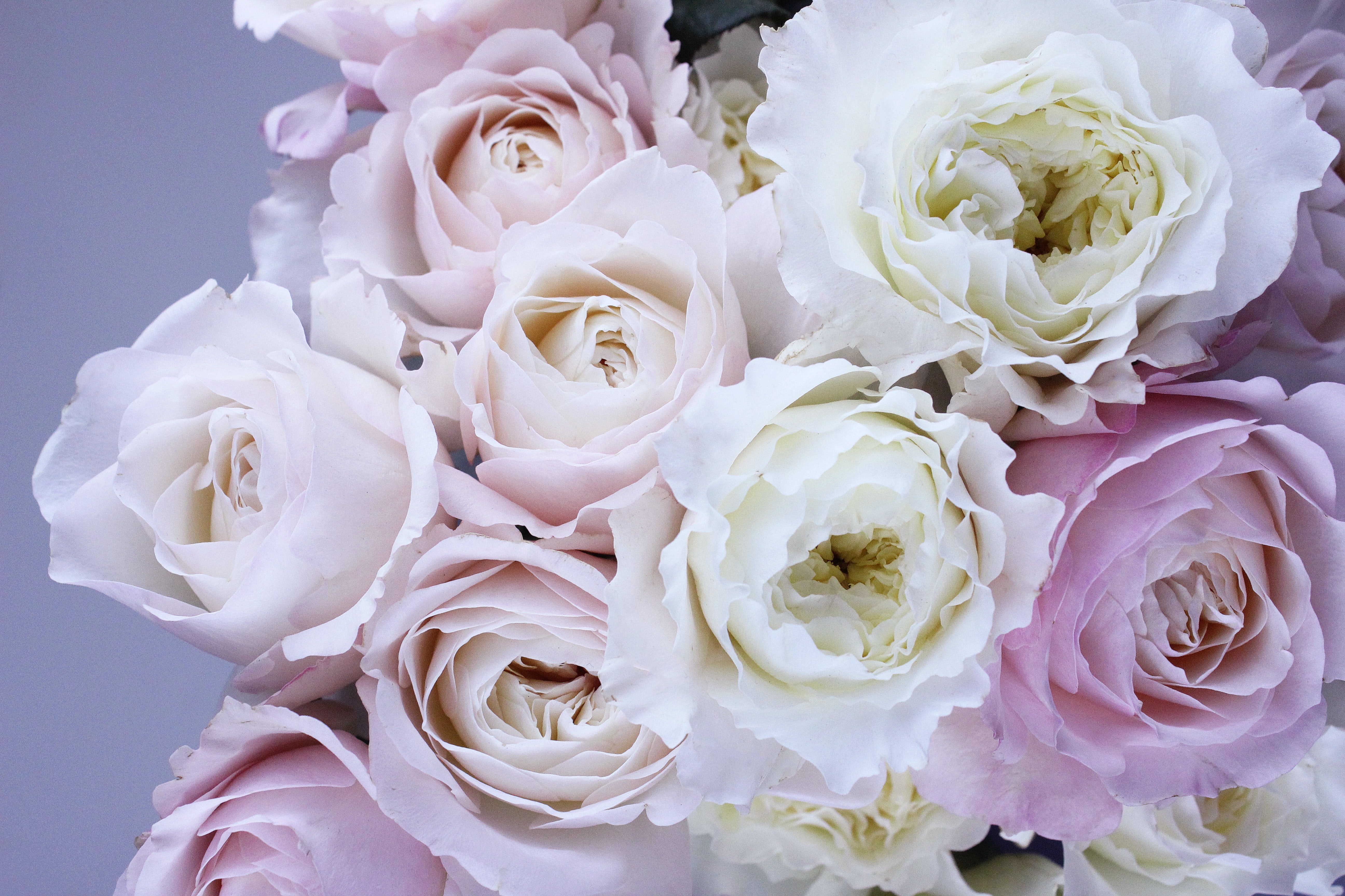 White And Pink Roses Wallpapers