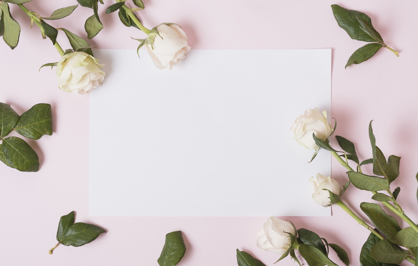 White And Pink Roses Wallpapers