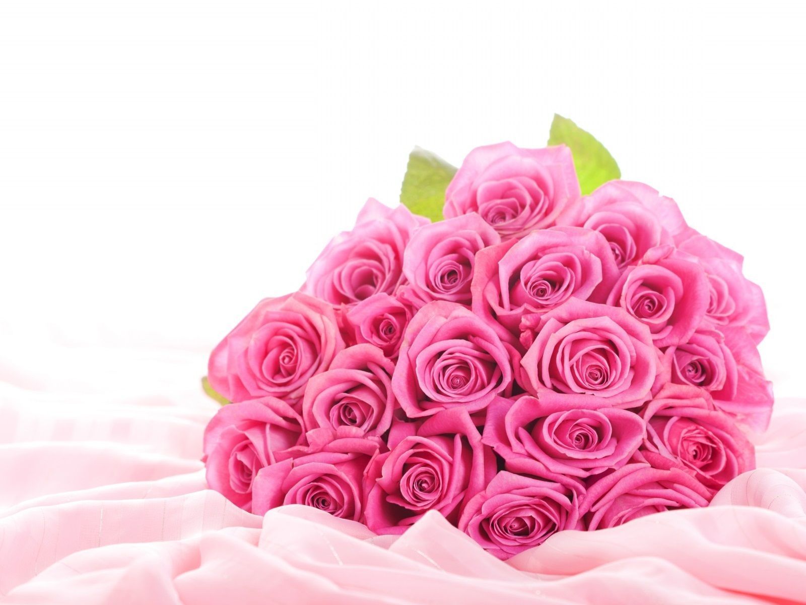 White And Pink Roses Wallpapers