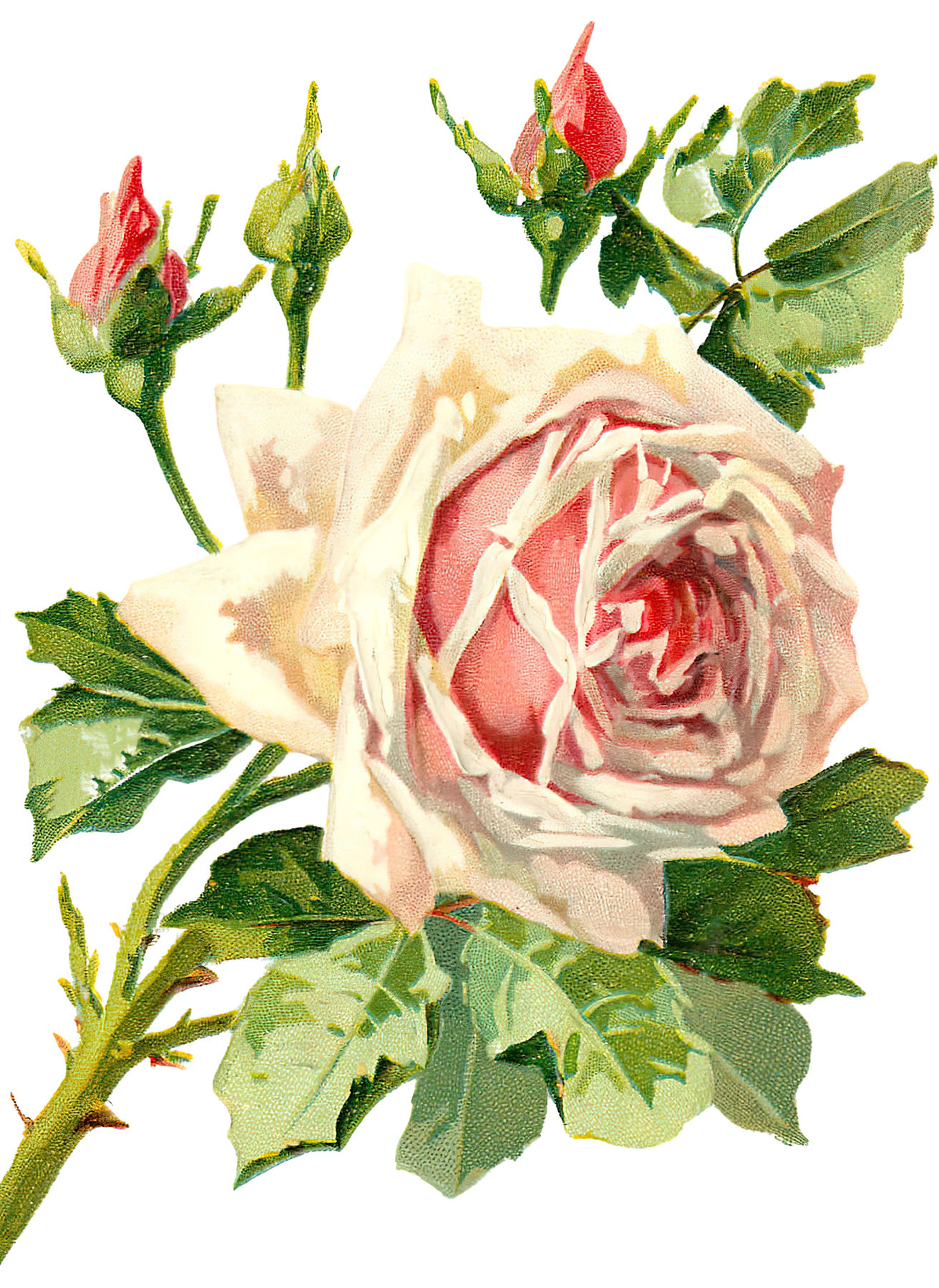 White And Pink Roses Wallpapers