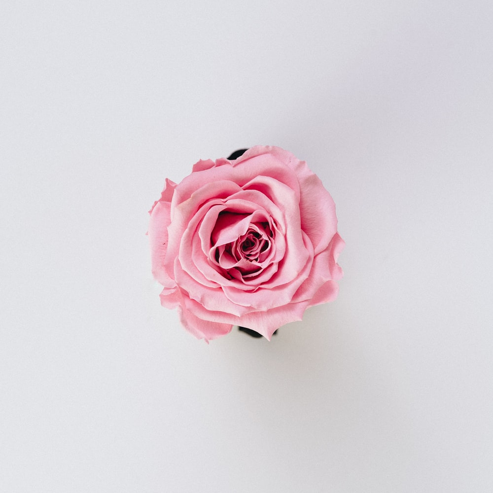 White And Pink Roses Wallpapers