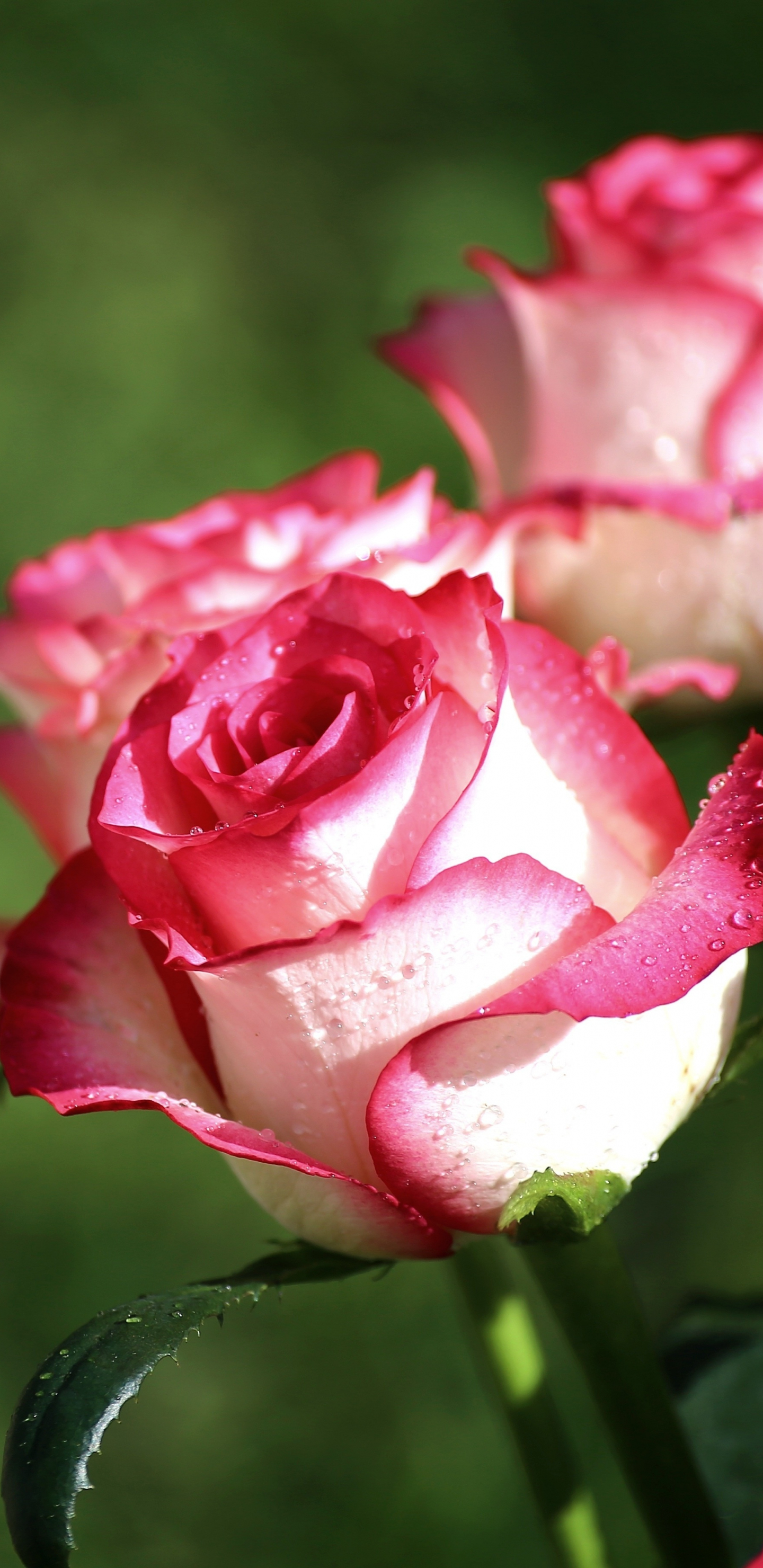 White And Pink Roses Wallpapers