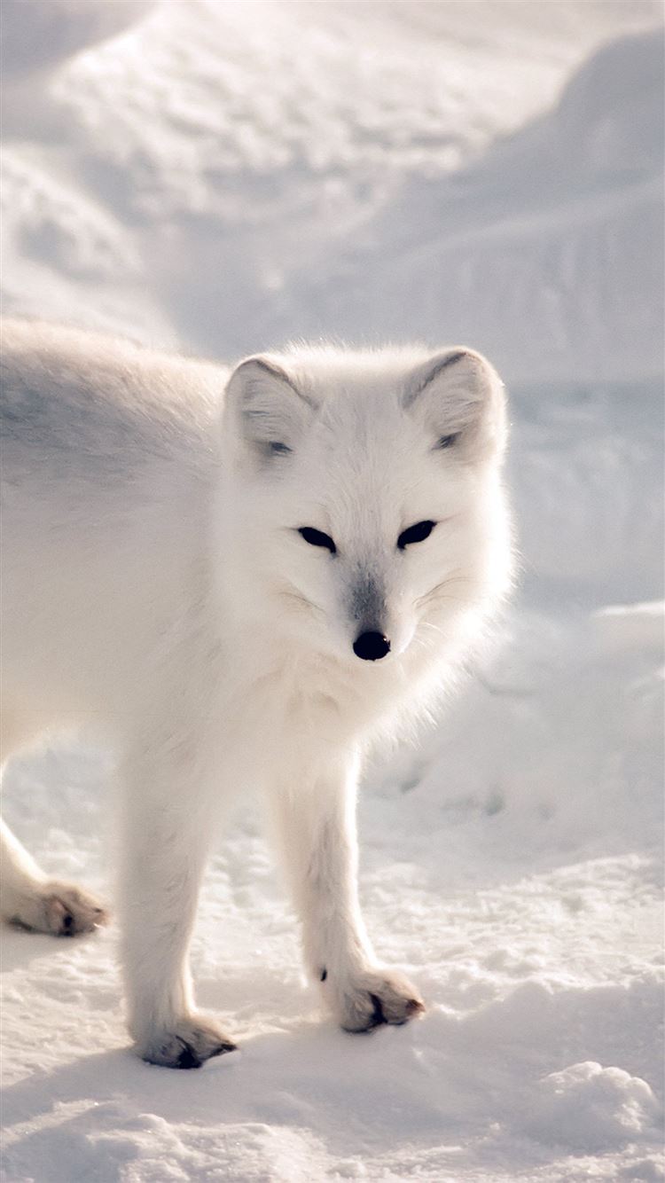 White Animal Wallpapers