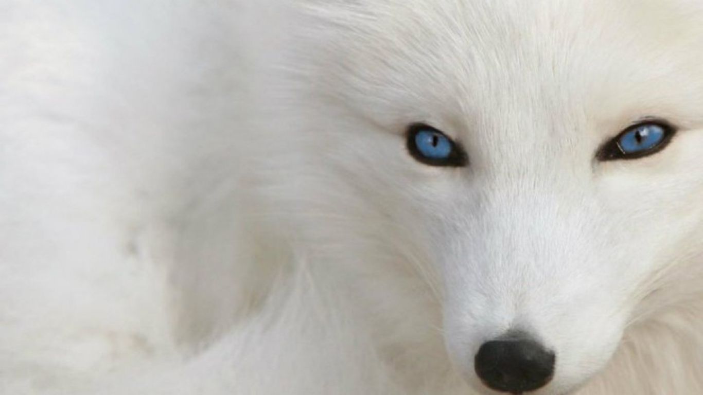 White Animal Wallpapers