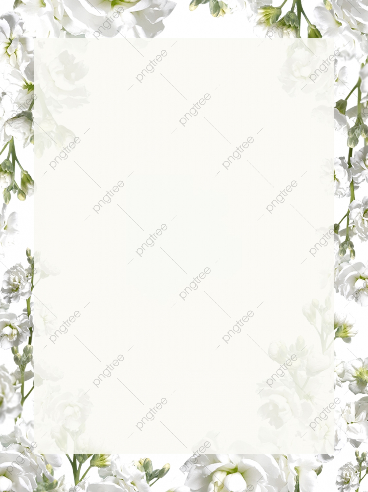 White Background Floral