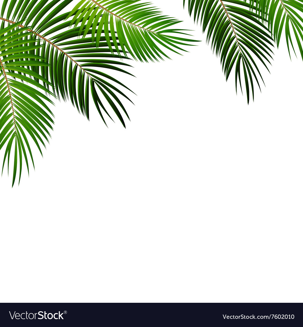 White Background With Leaves