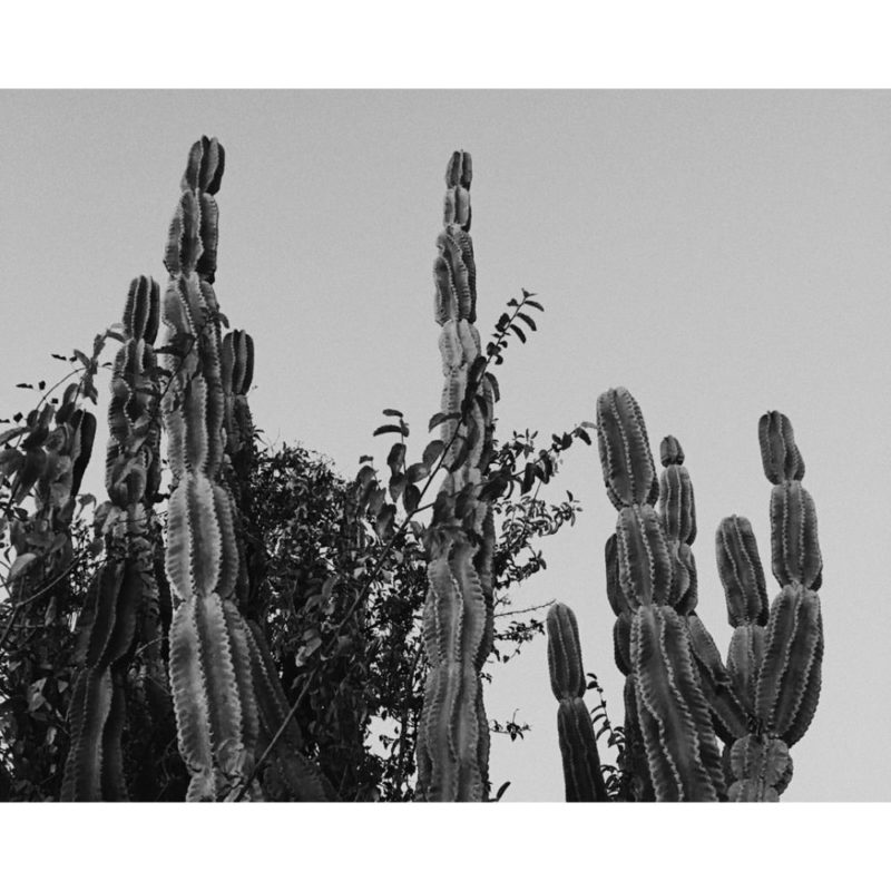 White Cactus Wallpapers