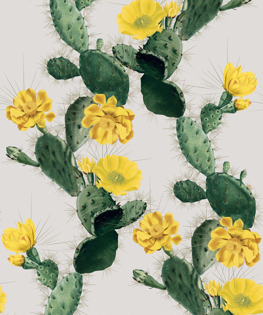 White Cactus Wallpapers