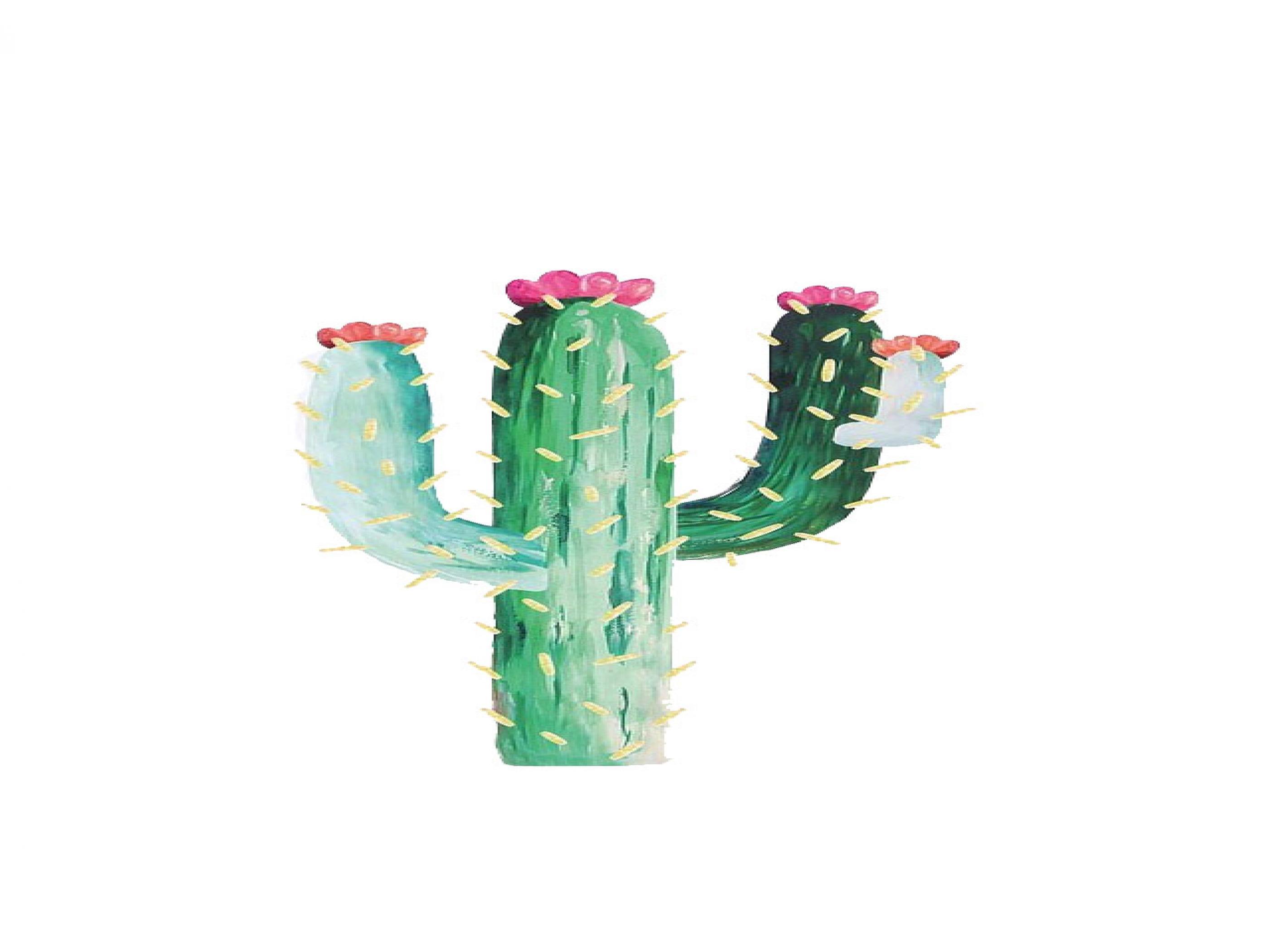 White Cactus Wallpapers