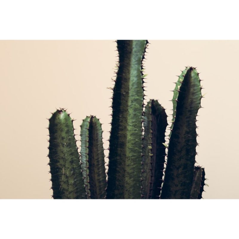 White Cactus Wallpapers