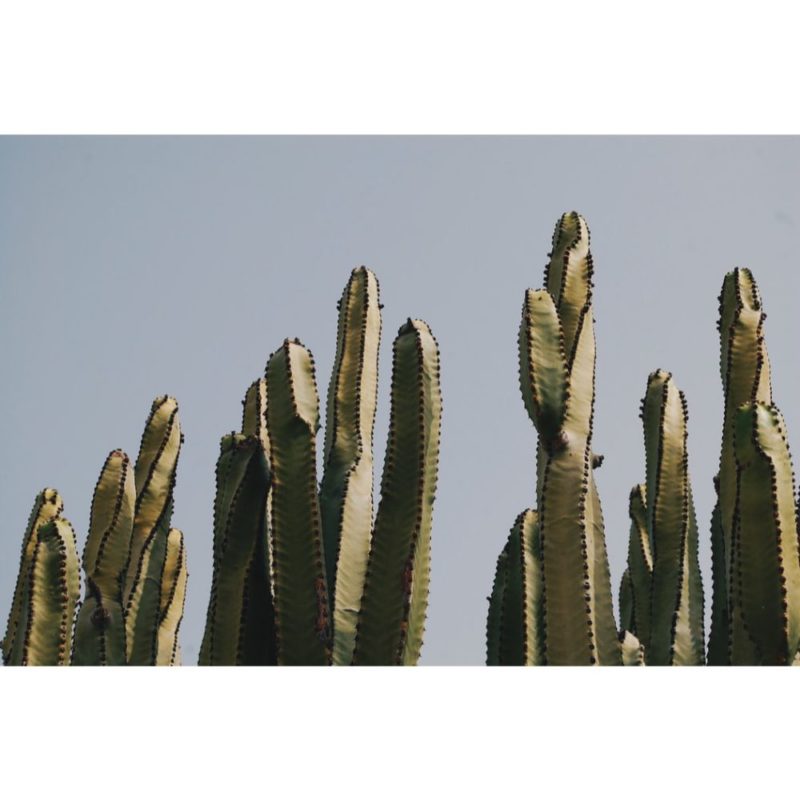 White Cactus Wallpapers