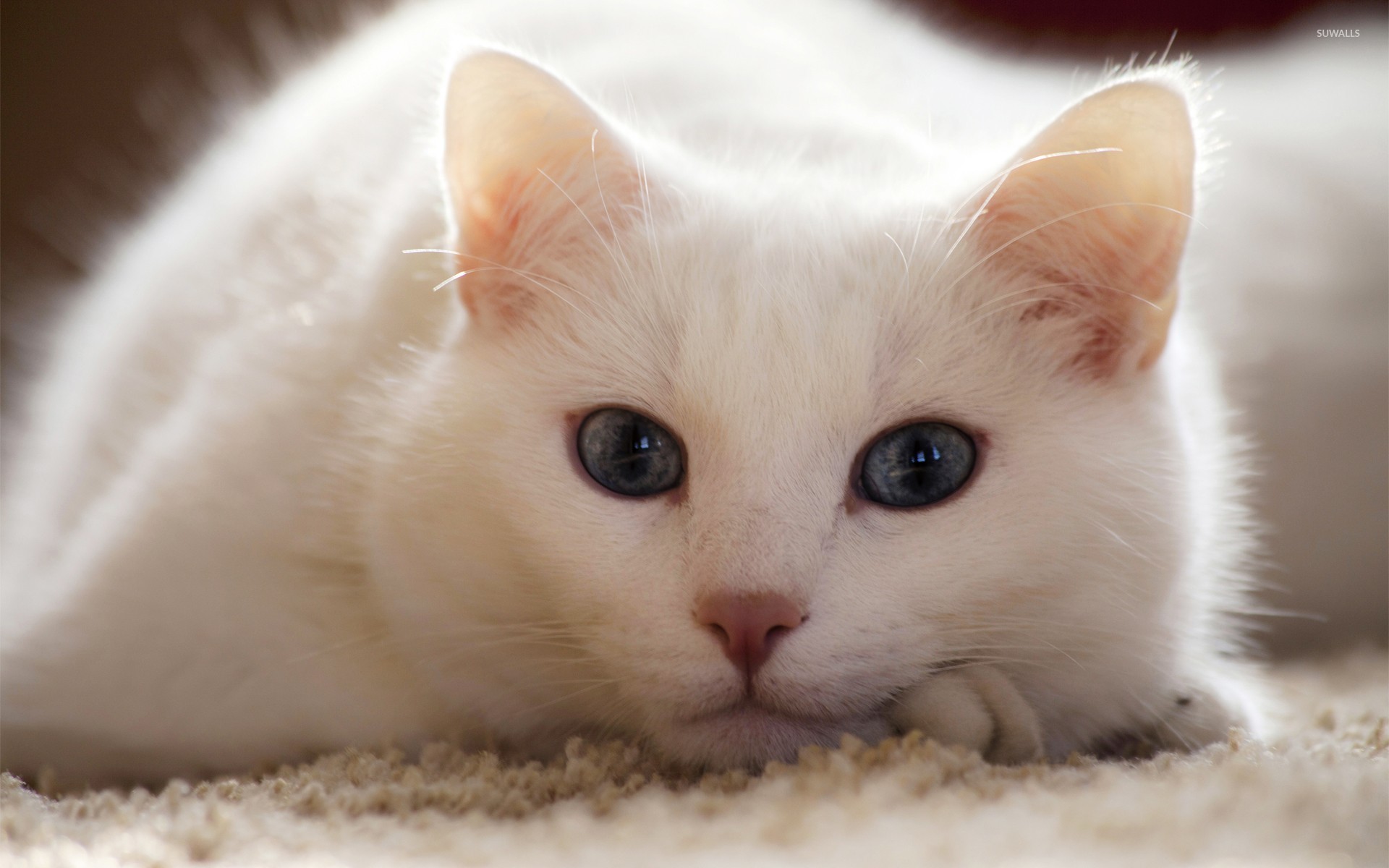 White Cat Wallpapers