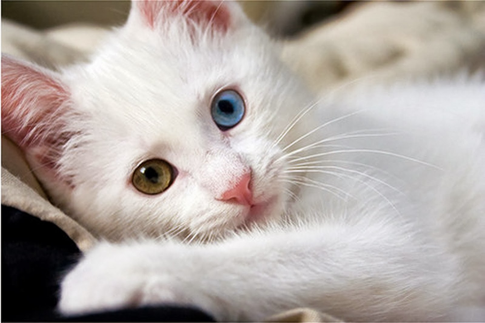 White Cat Wallpapers