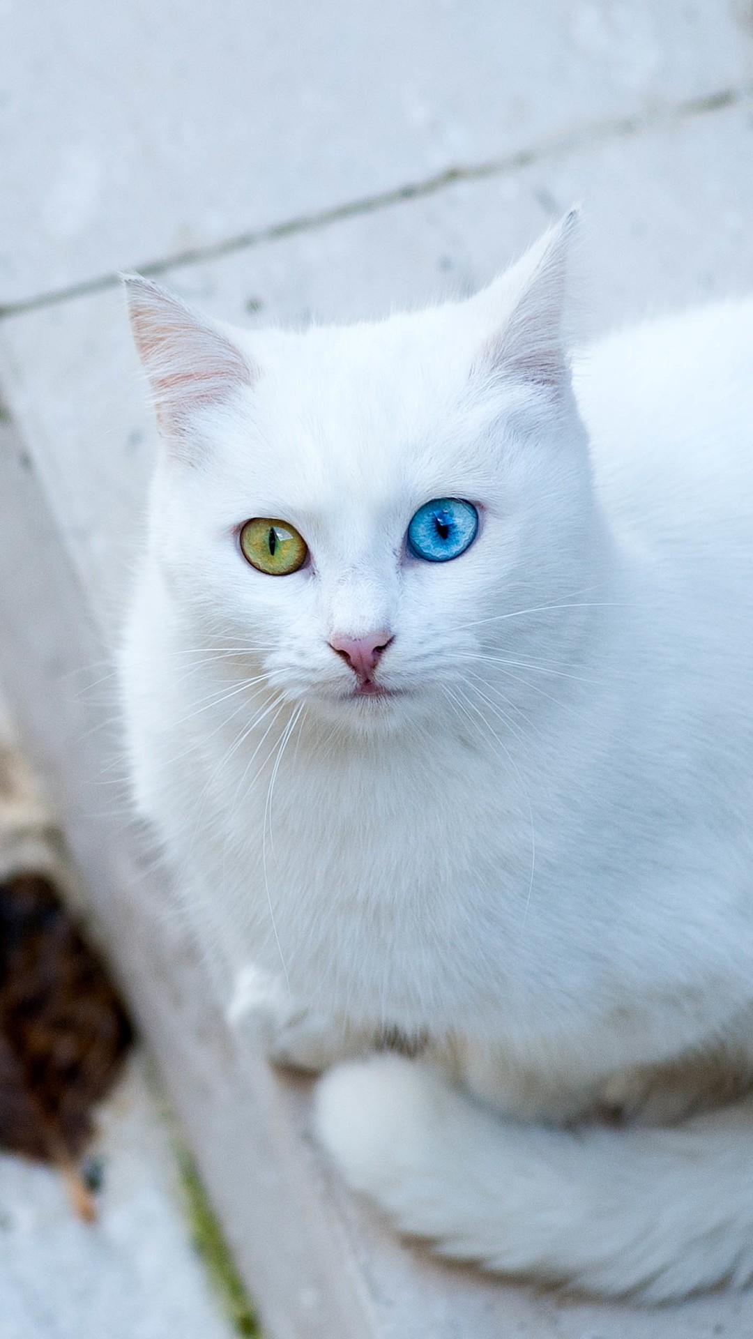 White Cat Wallpapers