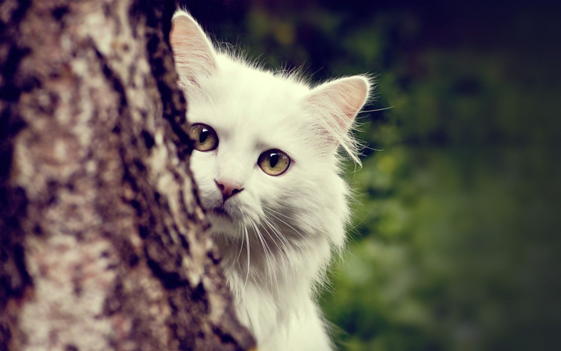 White Cat Wallpapers