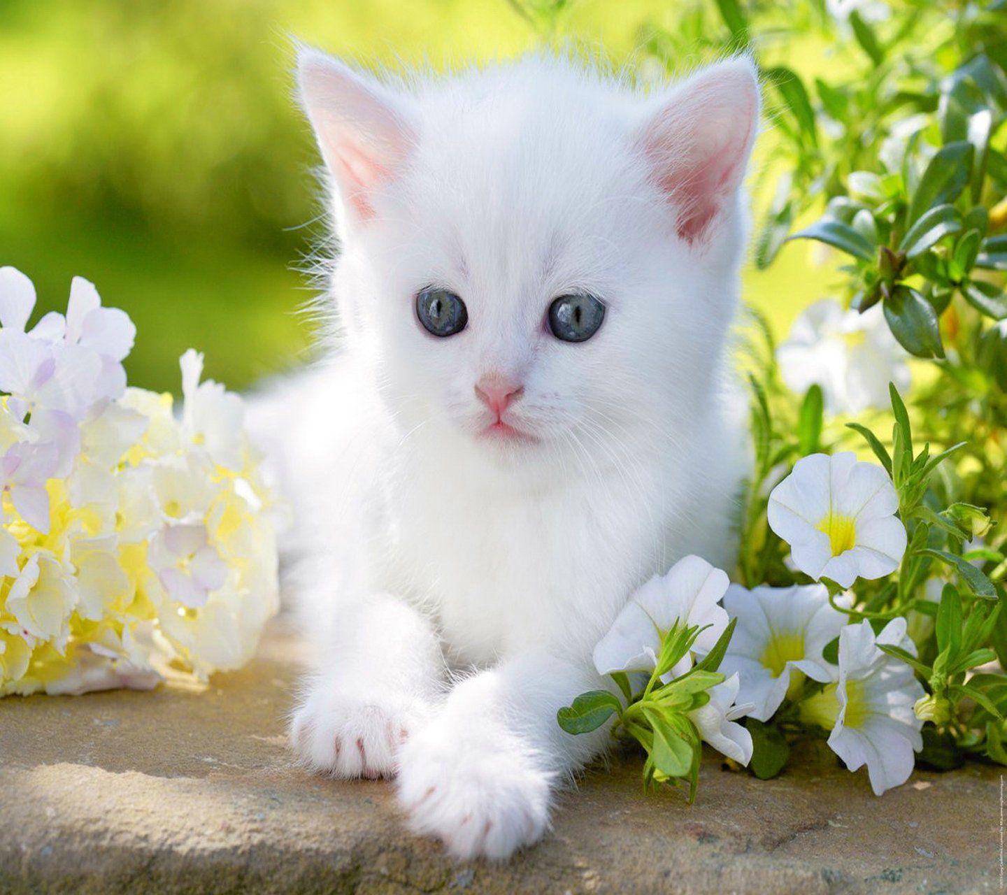 White Cat Wallpapers