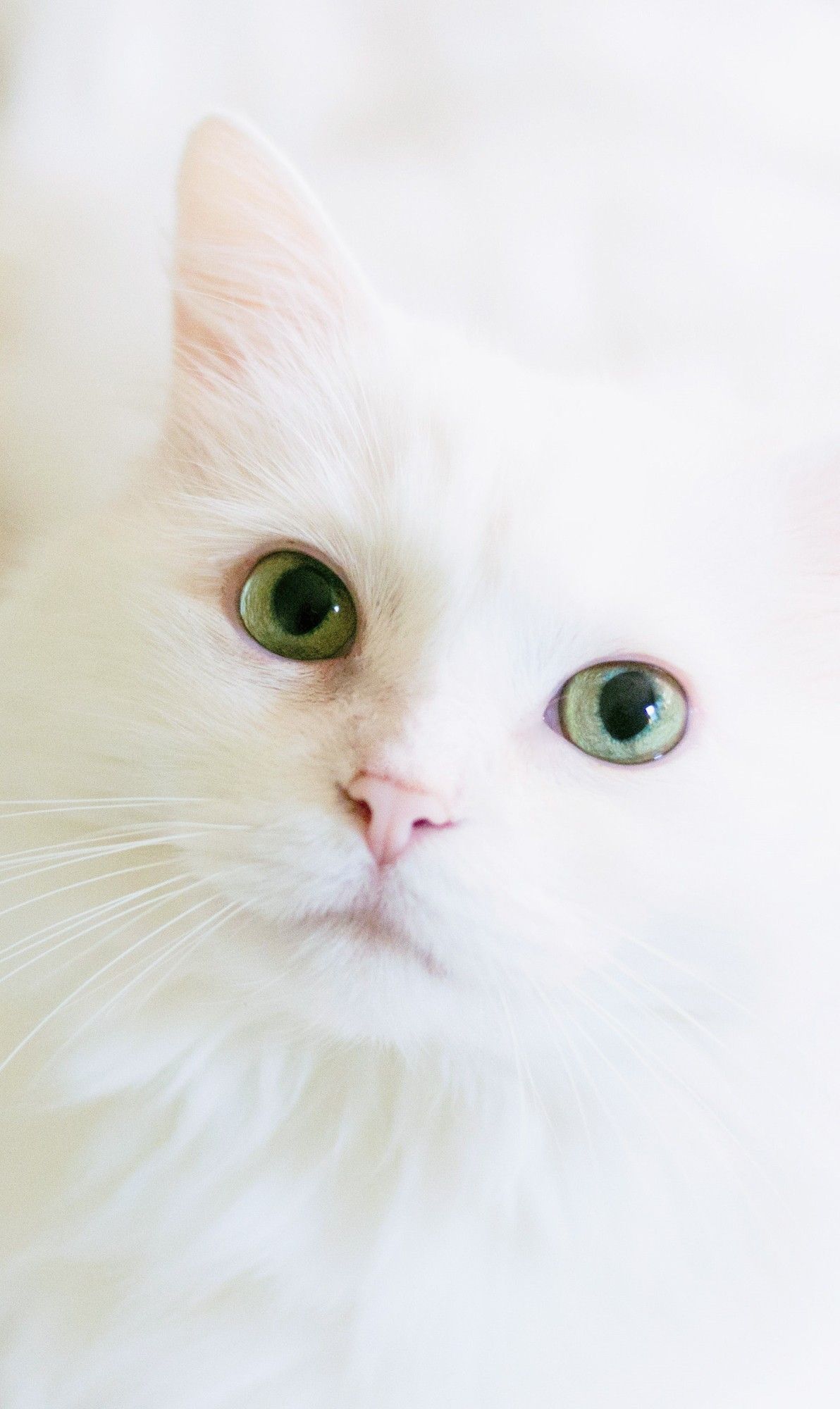 White Cat Wallpapers