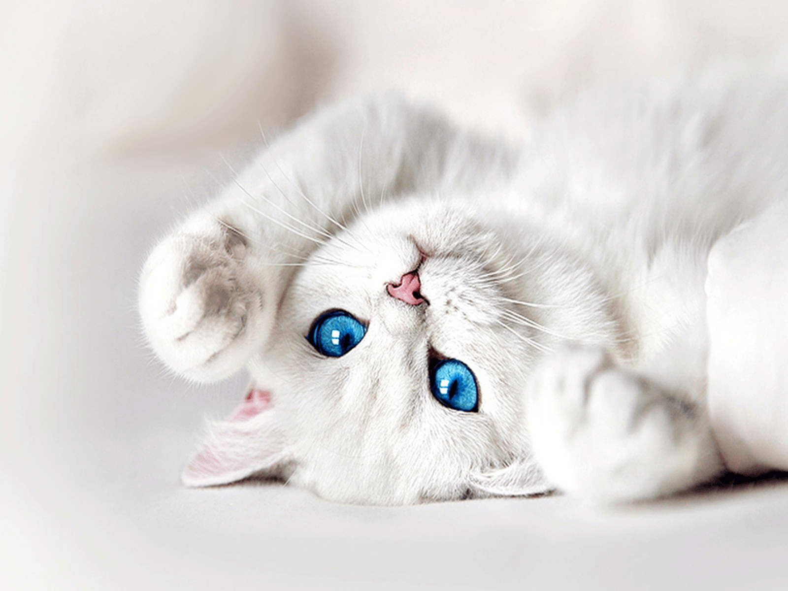 White Cat Wallpapers