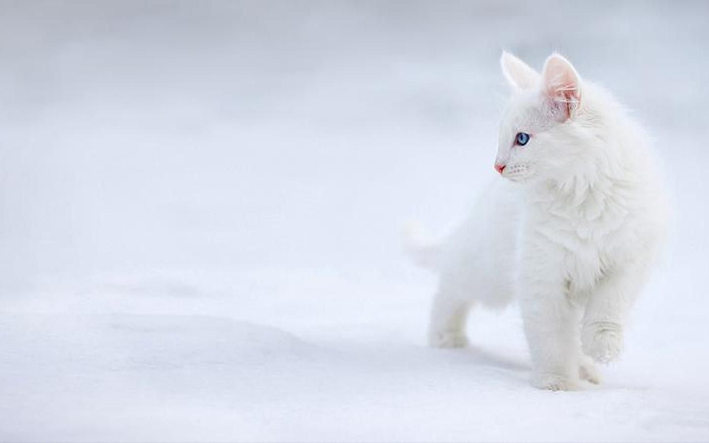 White Cat Wallpapers