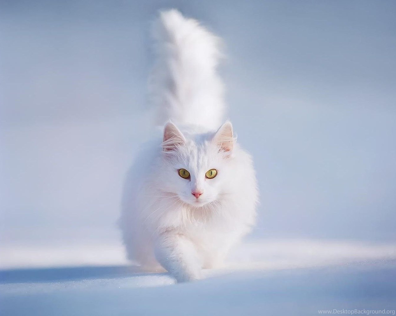 White Cat Wallpapers