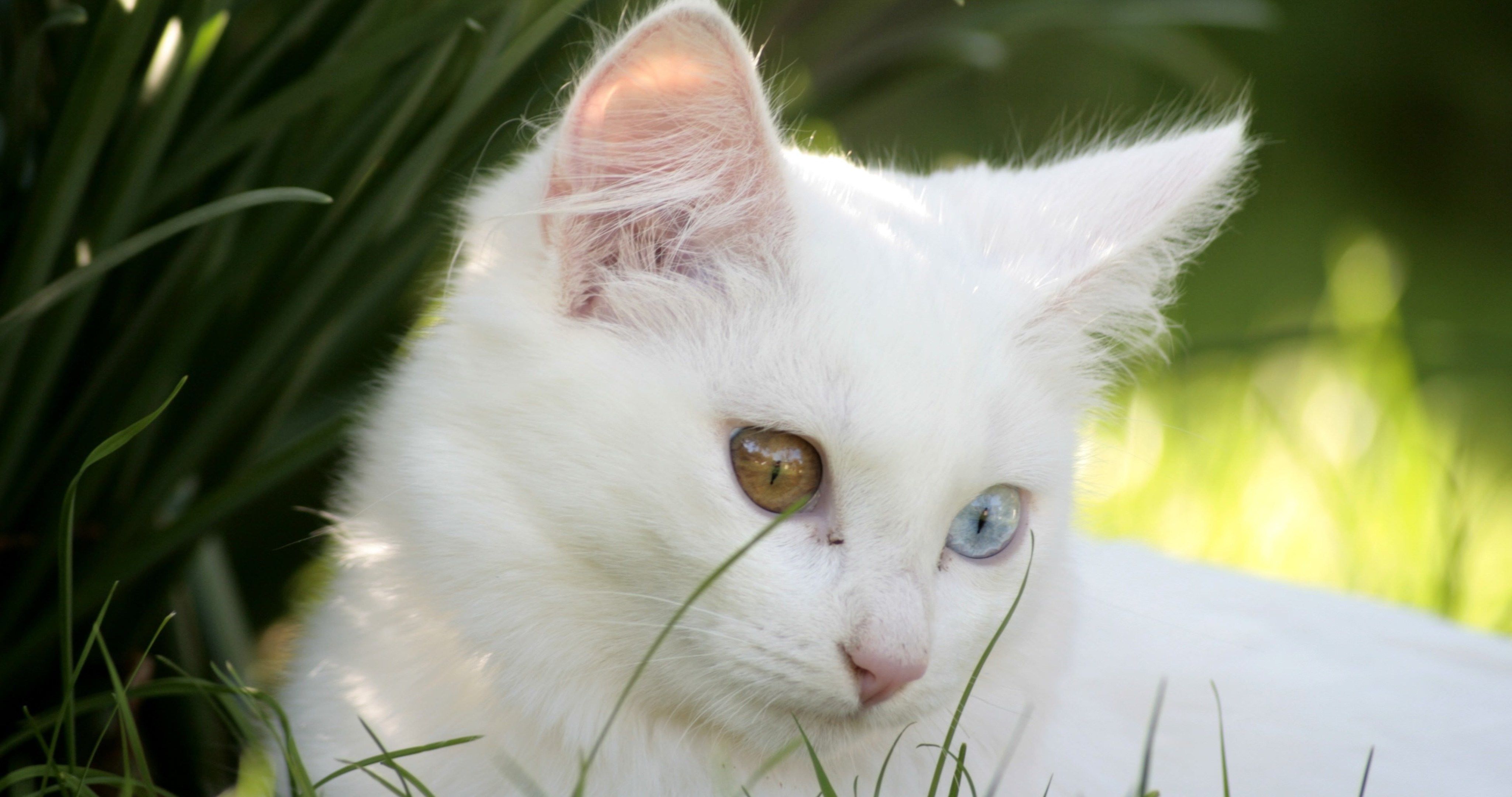 White Cat Wallpapers