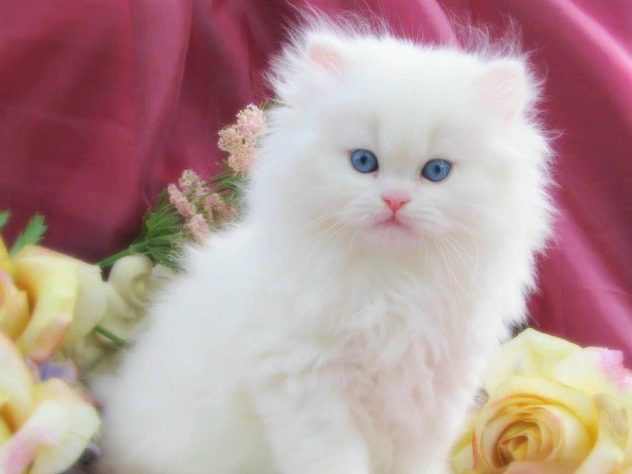 White Cat Wallpapers