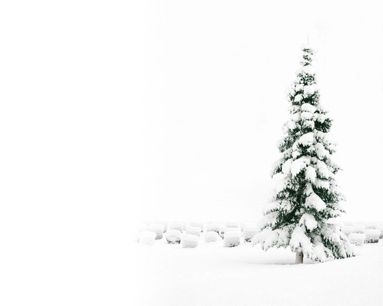 White Christmas Tree Wallpapers
