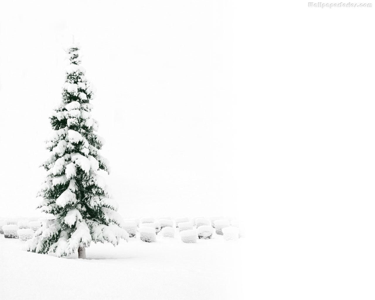 White Christmas Tree Wallpapers