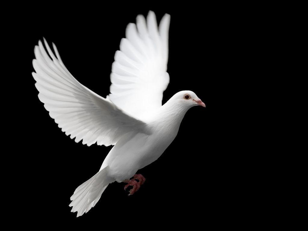 White Dove Black Background