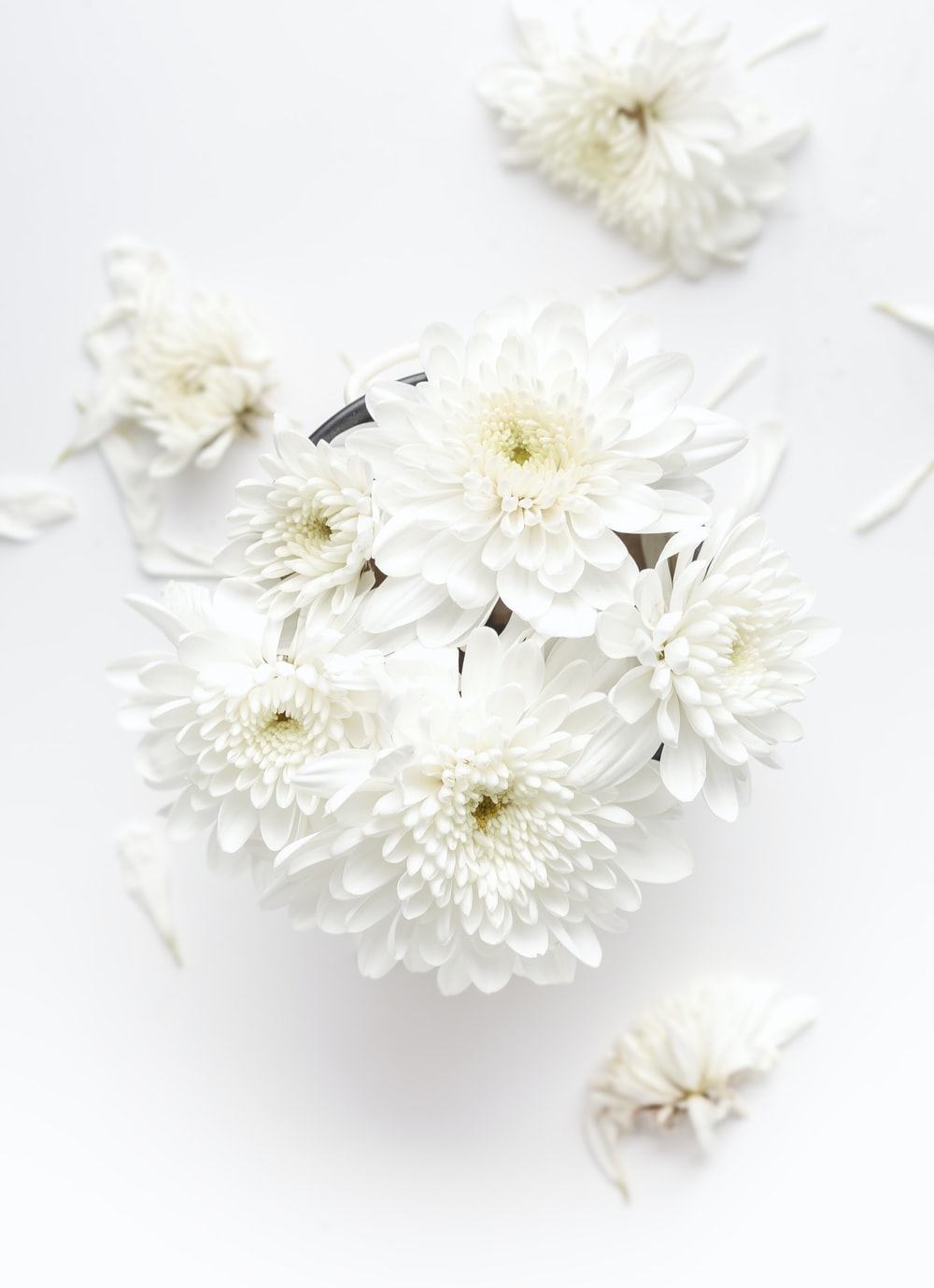 White Flower Wallpapers