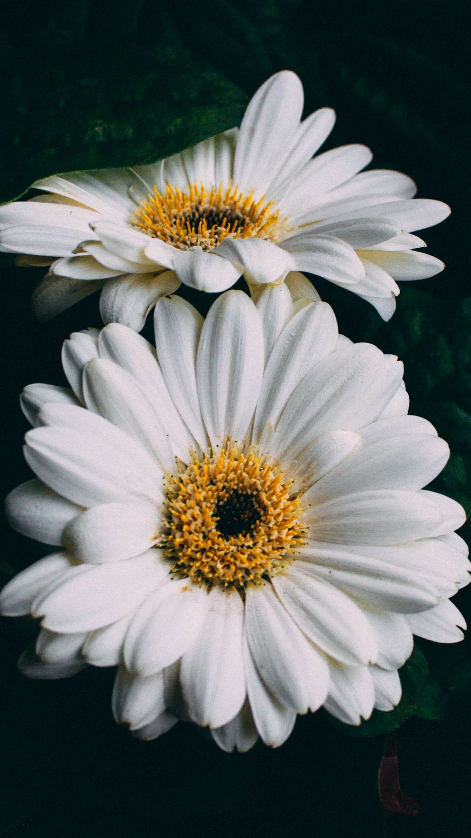 White Flower Wallpapers