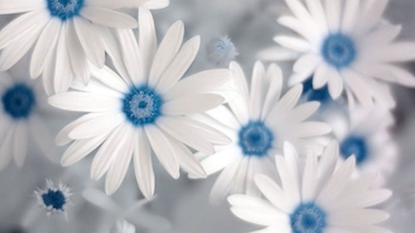 White Flower Wallpapers