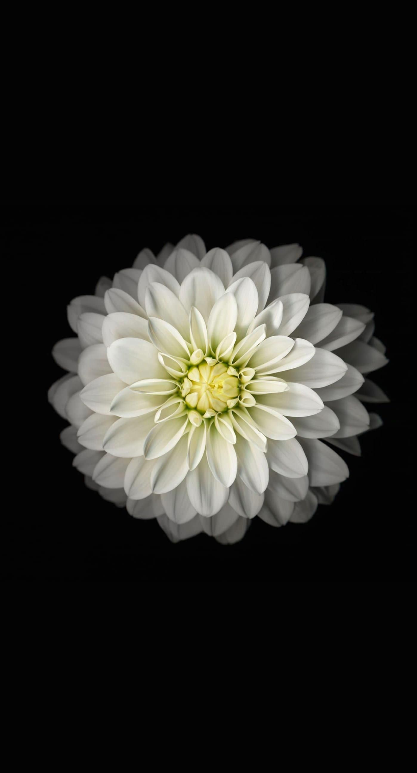 White Flower Wallpapers