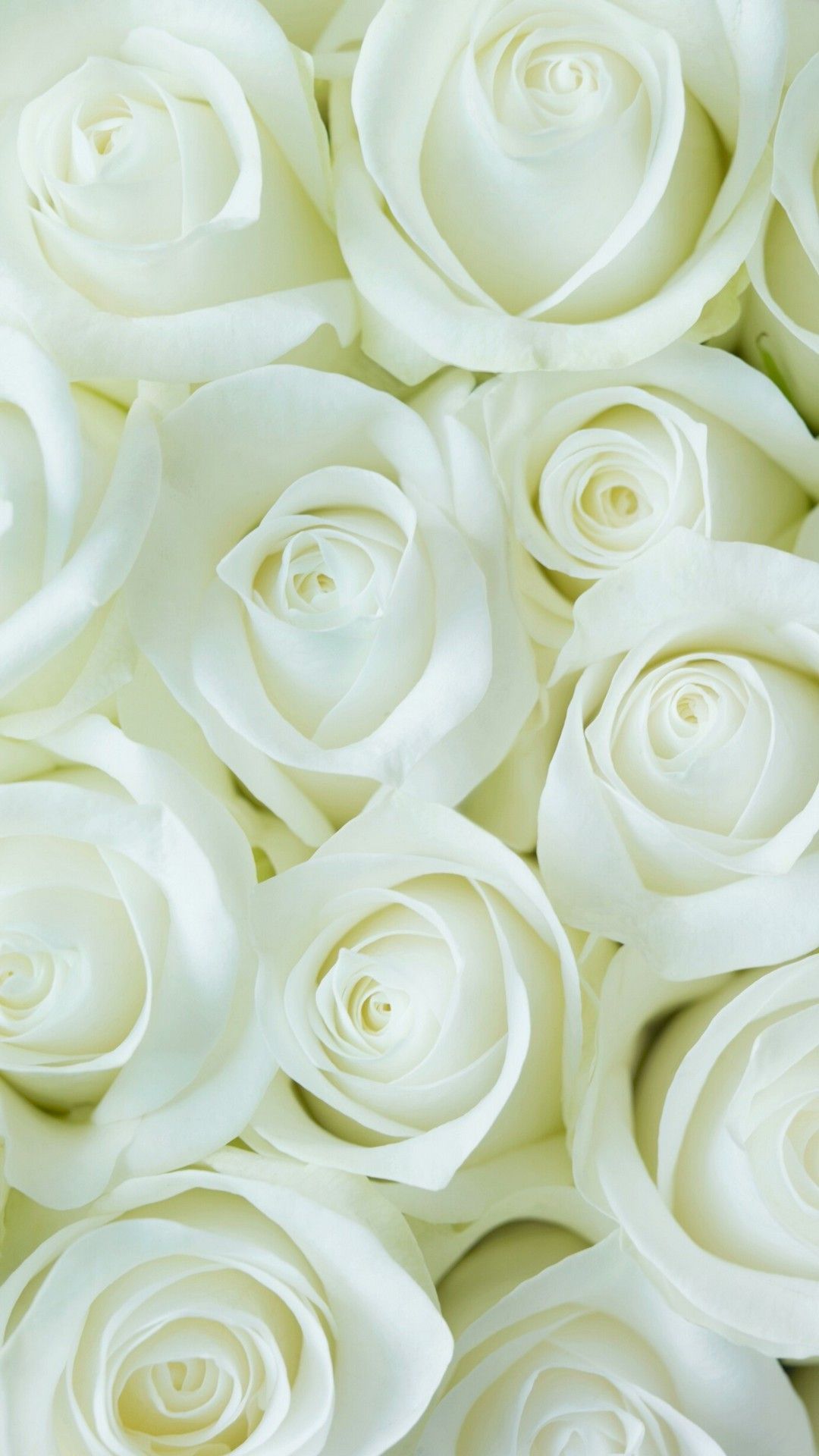 White Flower Wallpapers