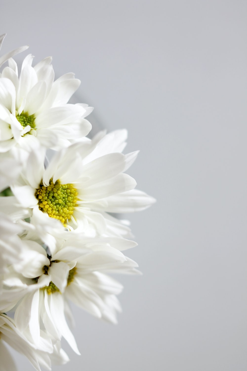 White Flower Wallpapers