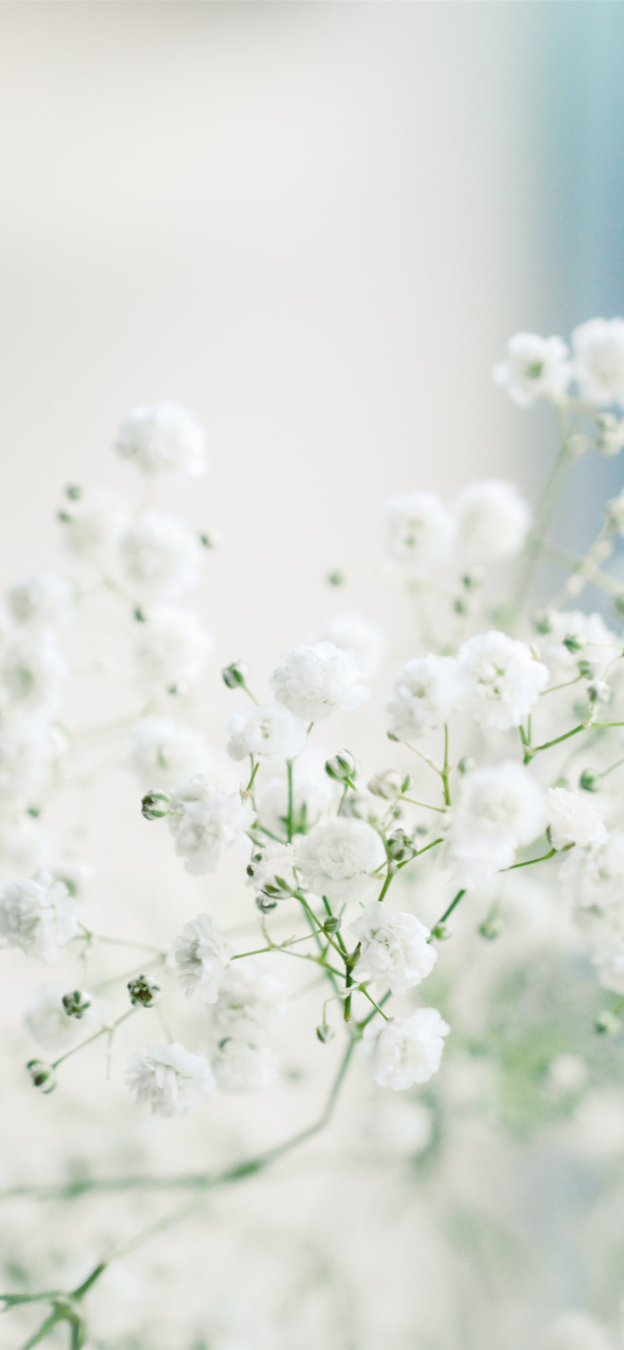 White Flower Wallpapers