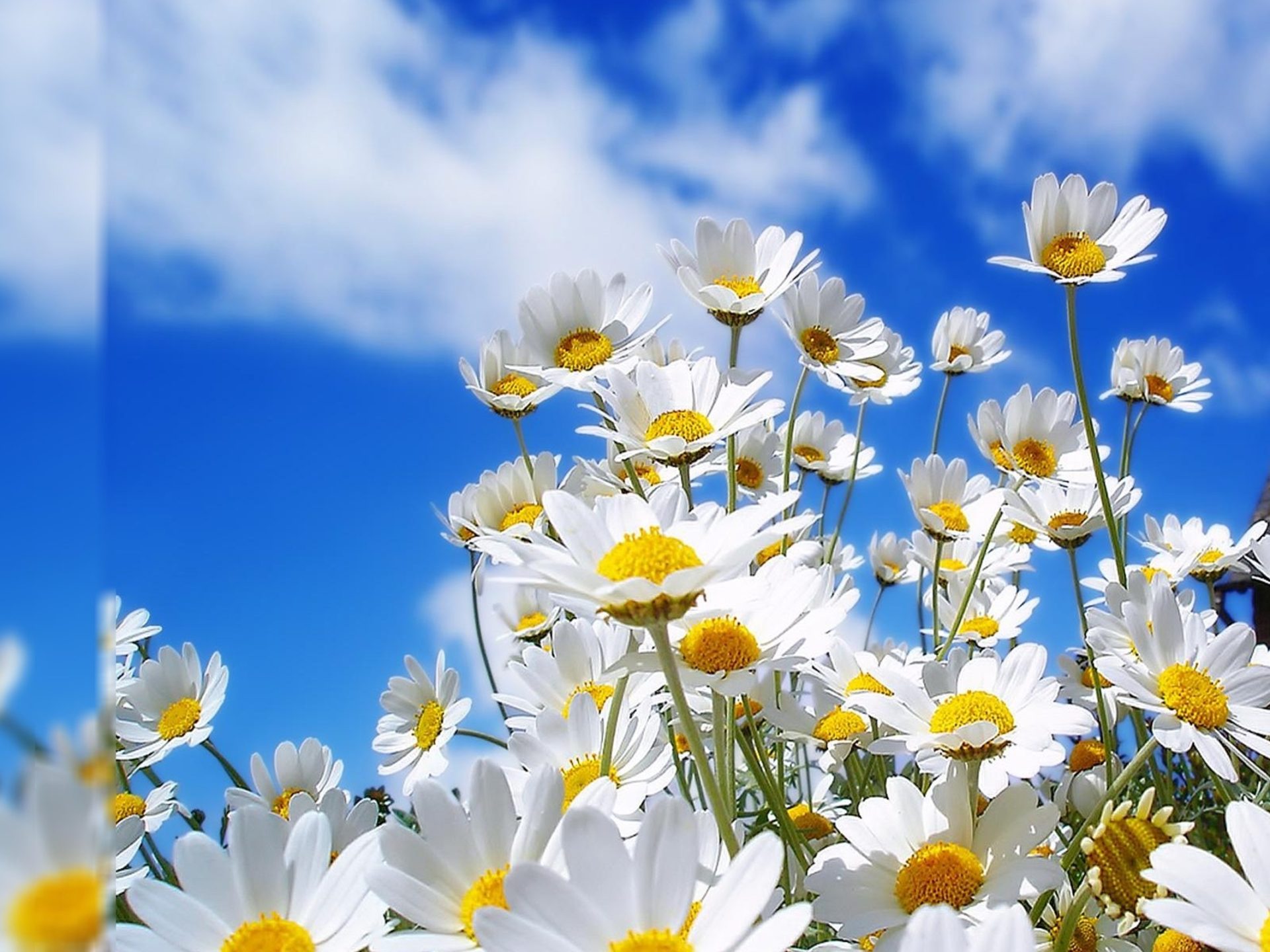 White Flower Wallpapers