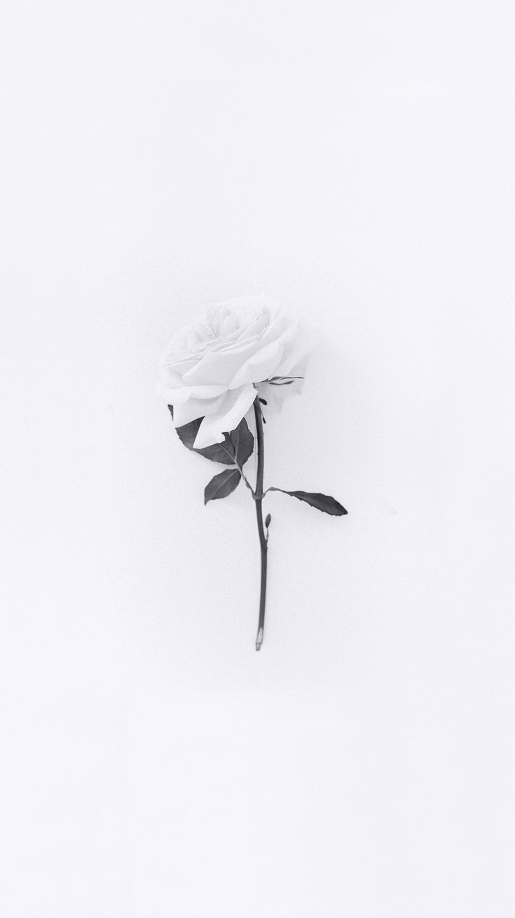 White Flower Wallpapers