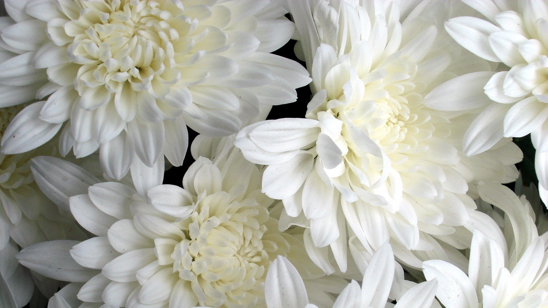 White Flower Wallpapers