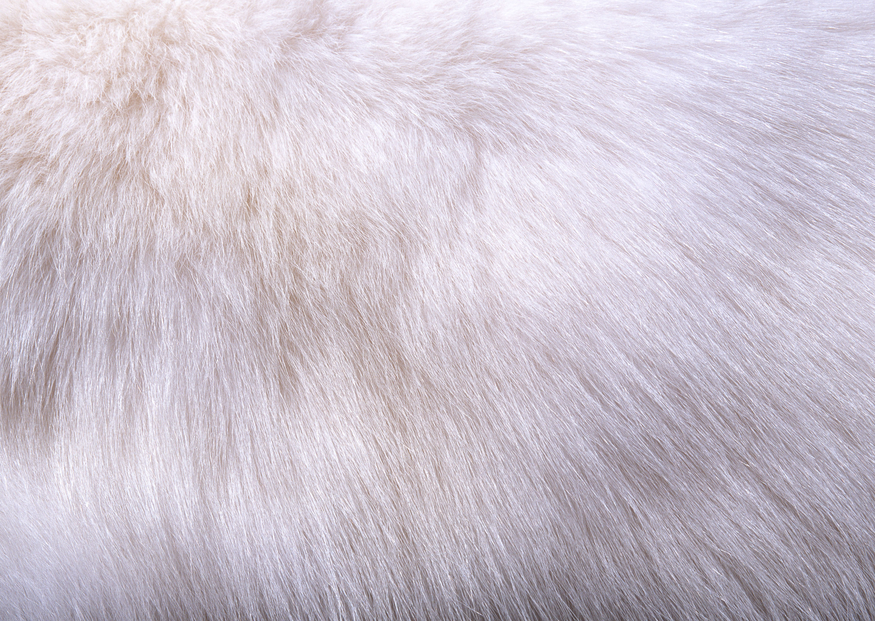 White Furry Wallpapers