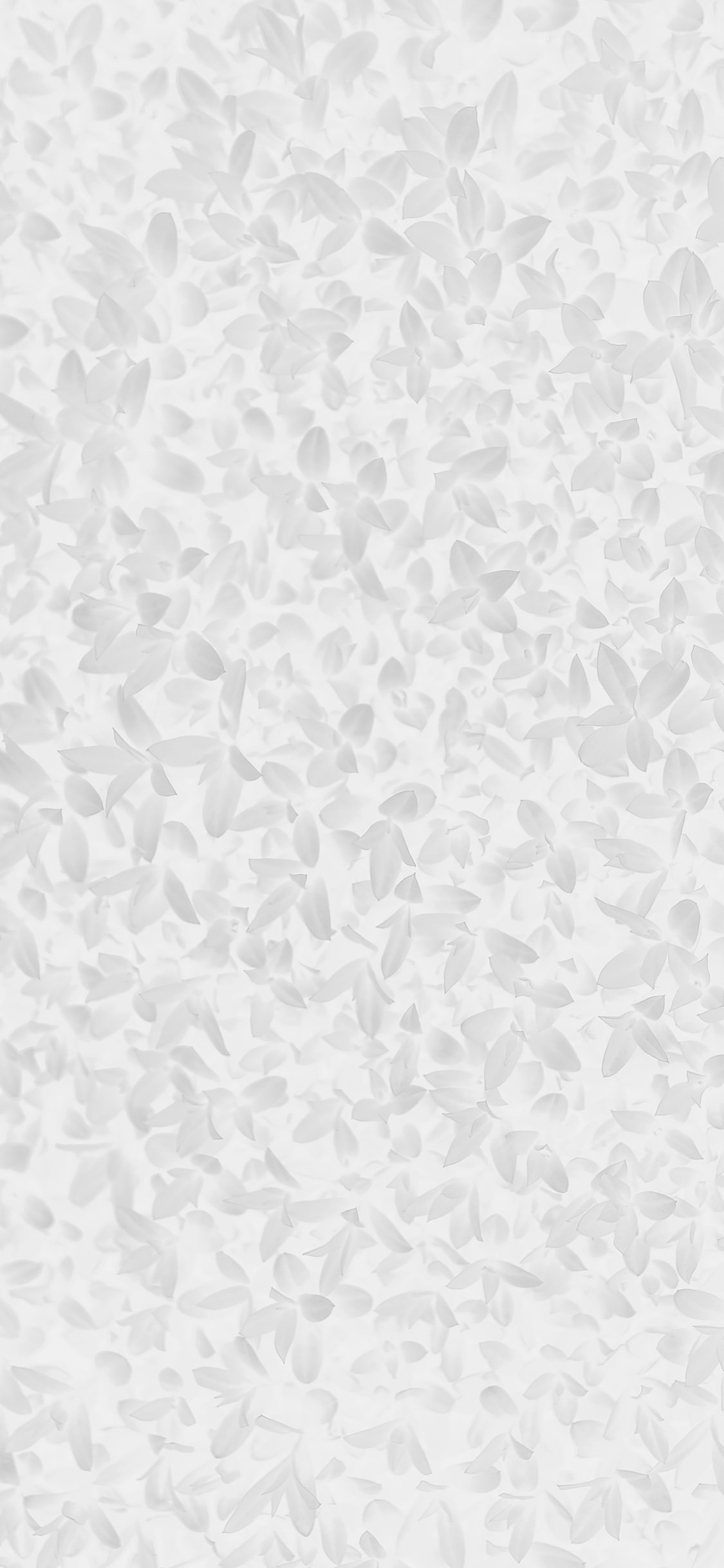 White Iphone Background