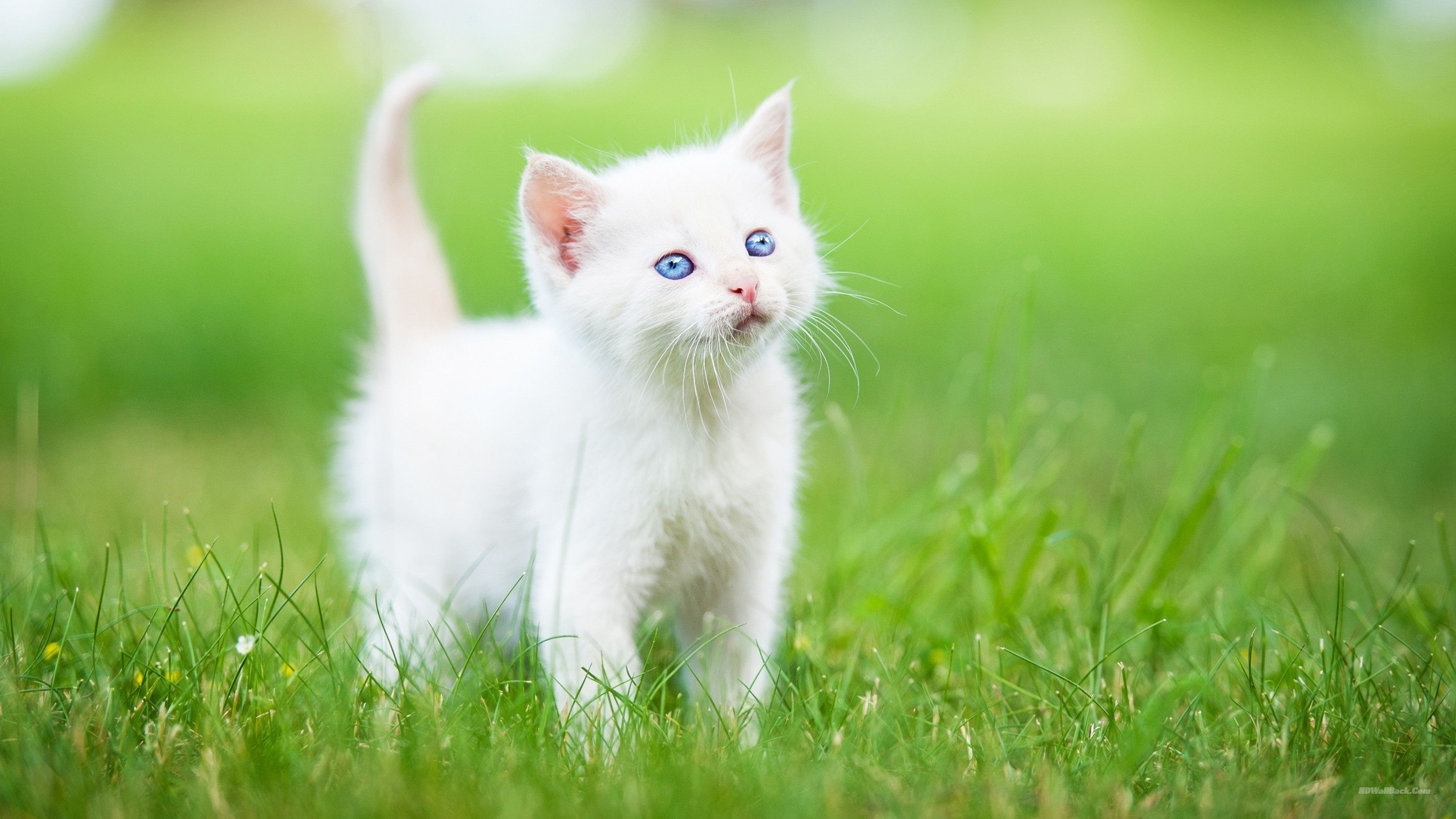 White Kitten Wallpapers